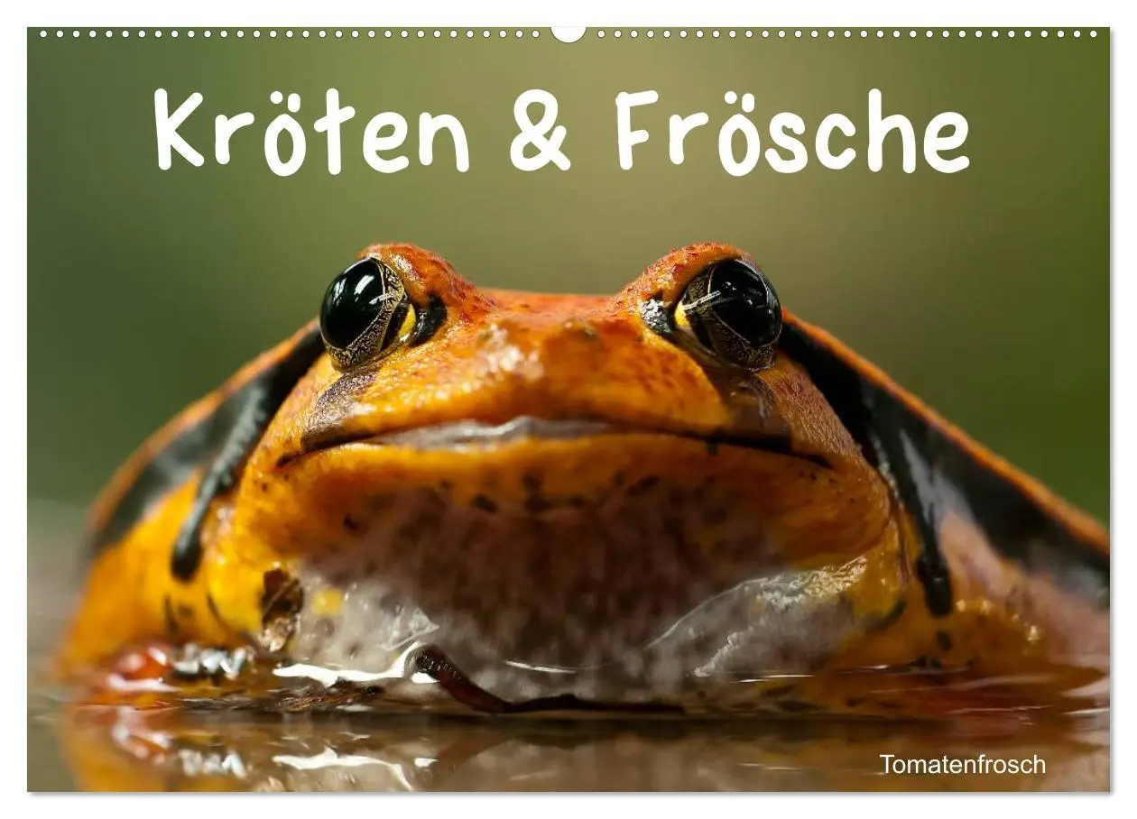 Cover: 9783516146394 | Kröten &amp; Frösche (Wandkalender 2026 DIN A2 quer), CALVENDO...