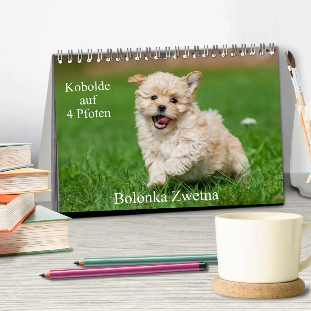 Bild: 9783435576494 | Kobolde auf 4 Pfoten - Bolonka Zwetna (Tischkalender 2025 DIN A5...