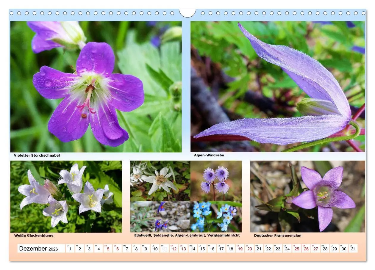 Bild: 9783457896594 | Alpiner Blütenzauber (Wandkalender 2026 DIN A3 quer), CALVENDO...