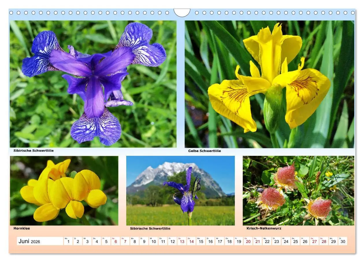 Bild: 9783457896594 | Alpiner Blütenzauber (Wandkalender 2026 DIN A3 quer), CALVENDO...