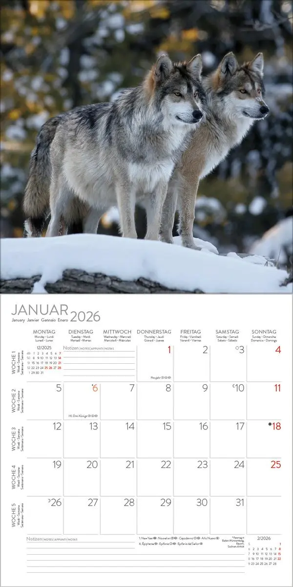 Bild: 9783731886594 | Tiere des Waldes 2026 | Verlag Korsch | Kalender | 13 S. | Deutsch