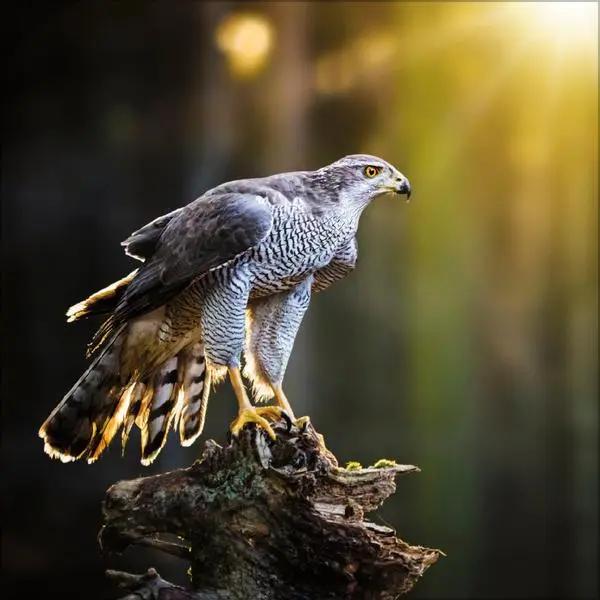 Bild: 9783731886594 | Tiere des Waldes 2026 | Verlag Korsch | Kalender | 13 S. | Deutsch