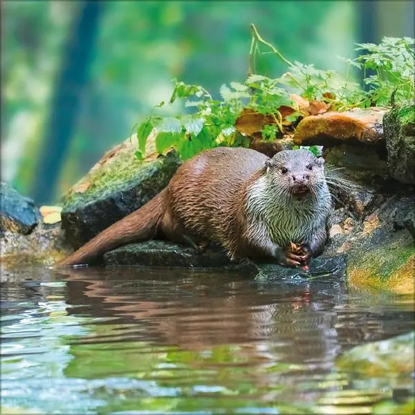 Bild: 9783731886594 | Tiere des Waldes 2026 | Verlag Korsch | Kalender | 13 S. | Deutsch