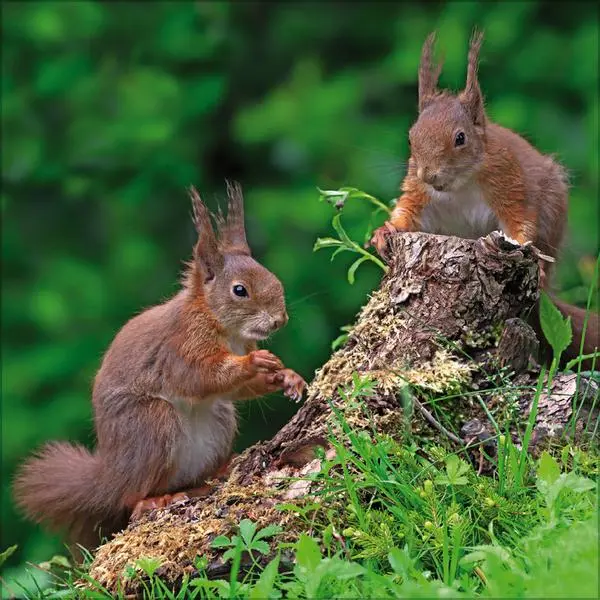 Bild: 9783731886594 | Tiere des Waldes 2026 | Verlag Korsch | Kalender | 13 S. | Deutsch