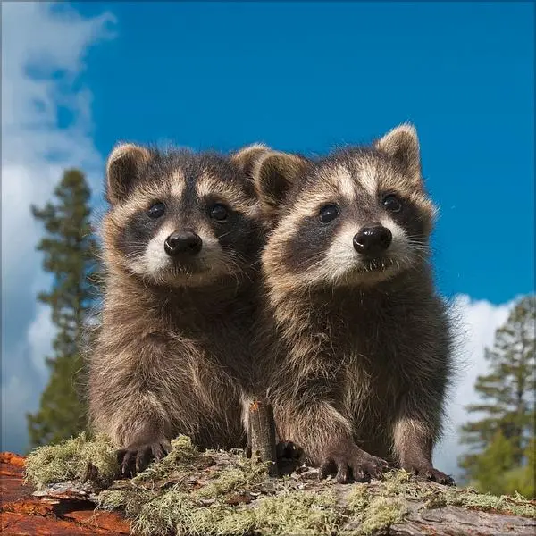 Bild: 9783731886594 | Tiere des Waldes 2026 | Verlag Korsch | Kalender | 13 S. | Deutsch