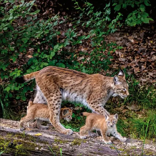 Bild: 9783731886594 | Tiere des Waldes 2026 | Verlag Korsch | Kalender | 13 S. | Deutsch