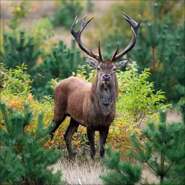 Bild: 9783731886594 | Tiere des Waldes 2026 | Verlag Korsch | Kalender | 13 S. | Deutsch