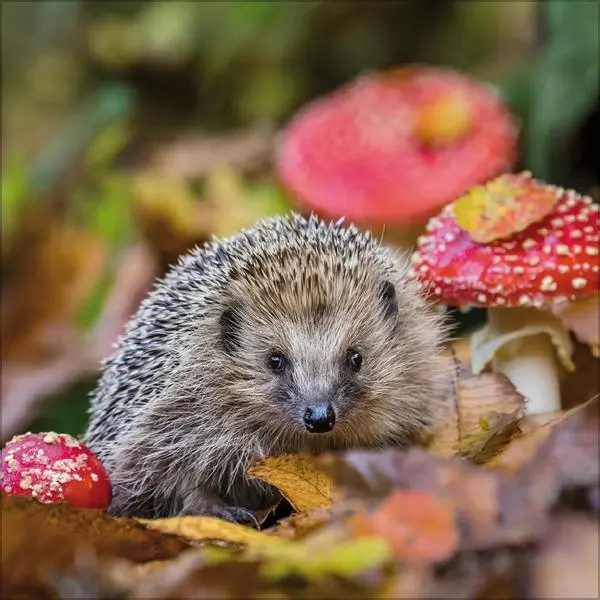 Bild: 9783731886594 | Tiere des Waldes 2026 | Verlag Korsch | Kalender | 13 S. | Deutsch