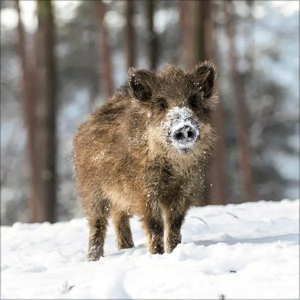 Bild: 9783731886594 | Tiere des Waldes 2026 | Verlag Korsch | Kalender | 13 S. | Deutsch
