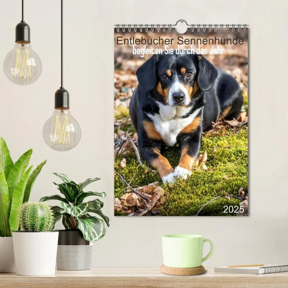 Bild: 9783457026694 | Entlebucher Sennenhunde begleiten Sie durch das Jahr (Wandkalender...