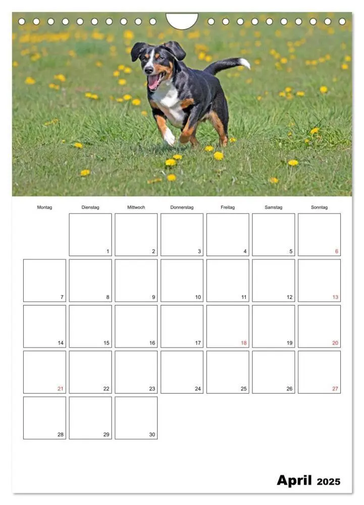 Bild: 9783457026694 | Entlebucher Sennenhunde begleiten Sie durch das Jahr (Wandkalender...