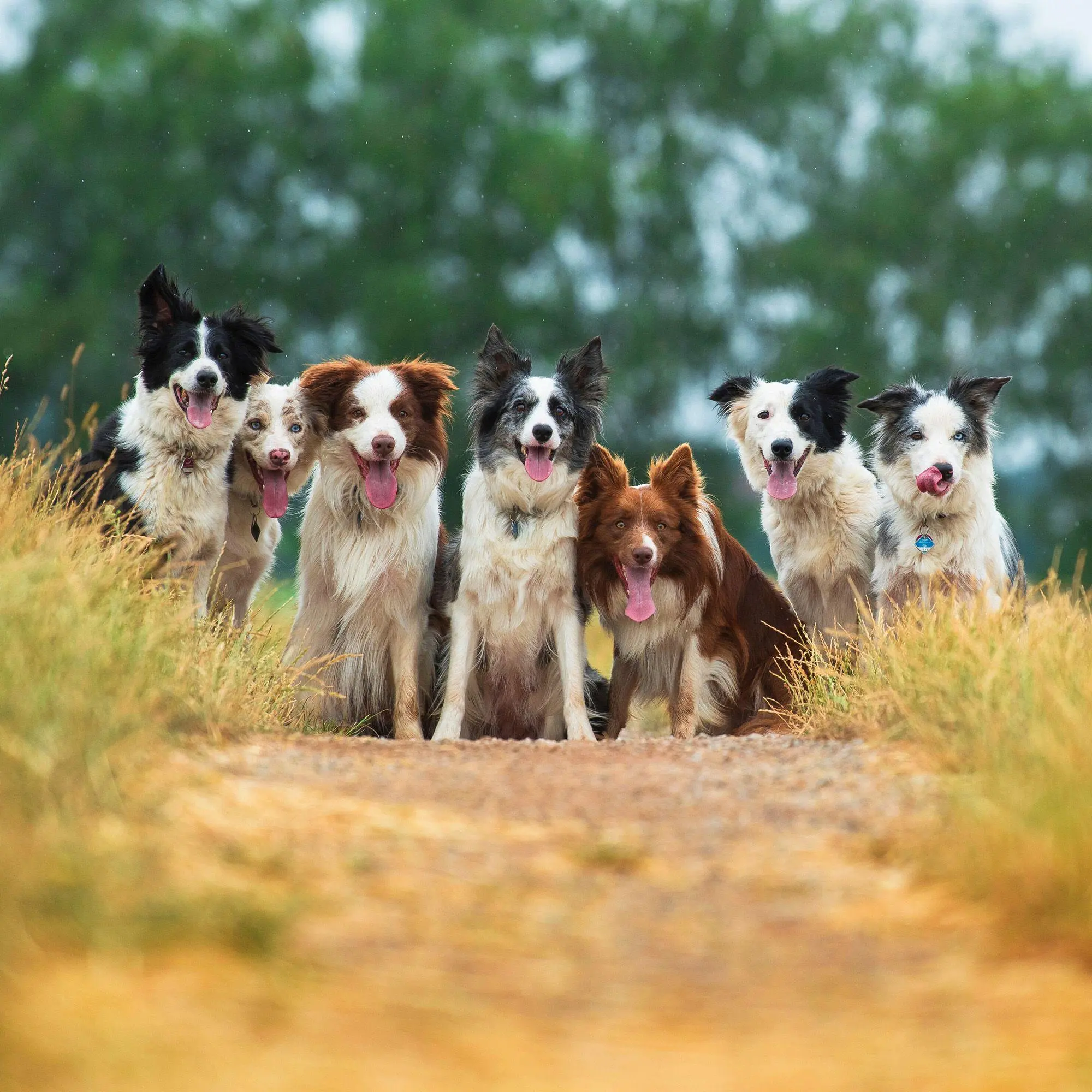 Bild: 9783959296694 | Dogs 2027 | Kalender 2027 | Kalender | 28 S. | Deutsch | 2027