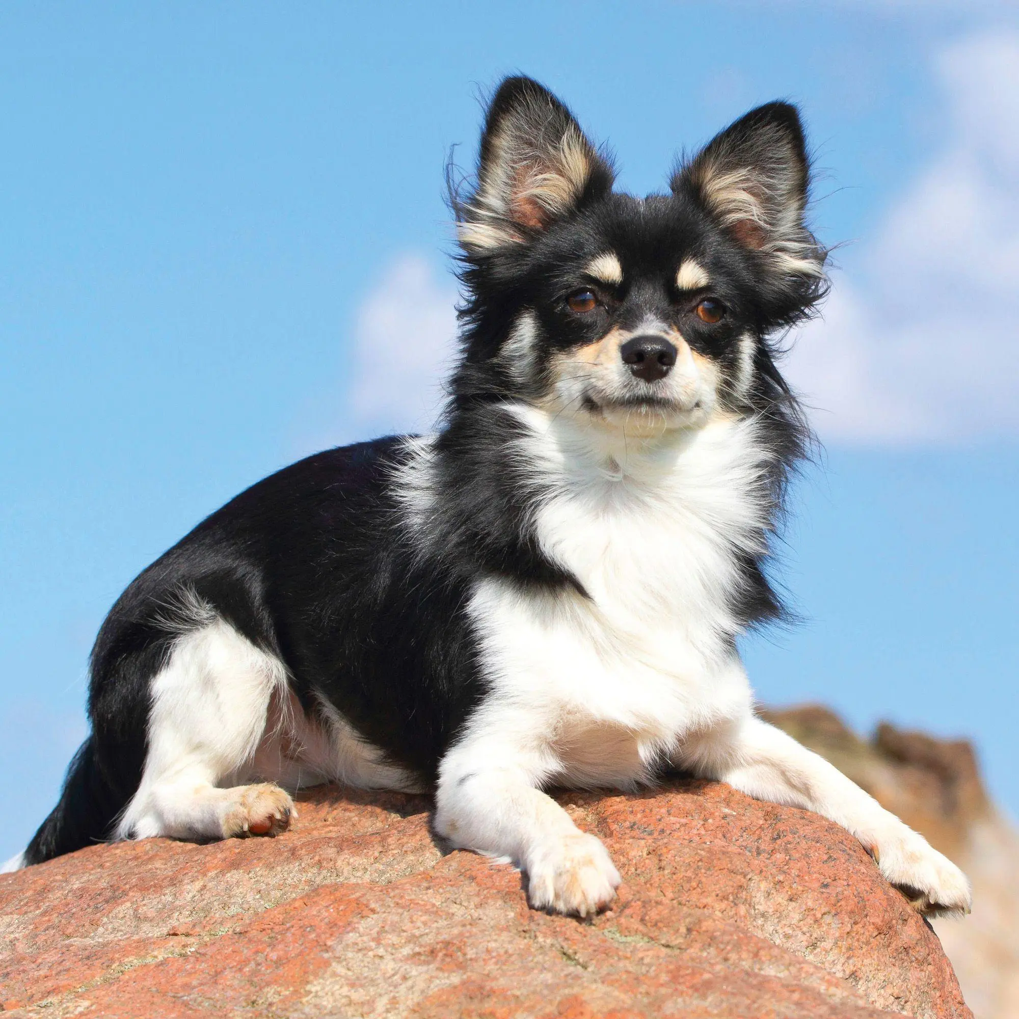 Bild: 9783959296694 | Dogs 2027 | Kalender 2027 | Kalender | 28 S. | Deutsch | 2027