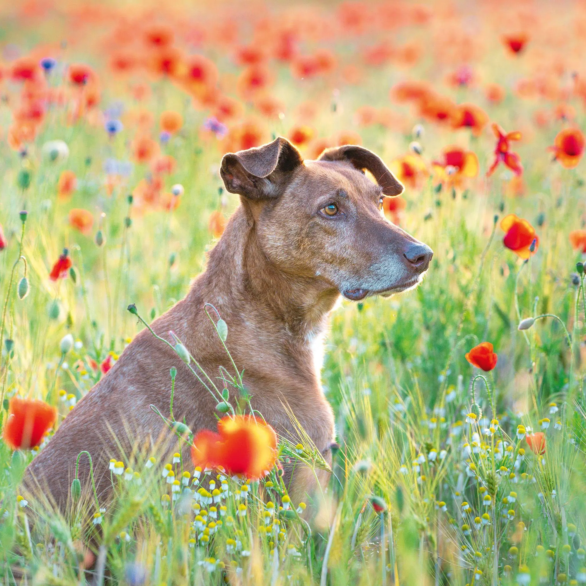 Bild: 9783959296694 | Dogs 2027 | Kalender 2027 | Kalender | 28 S. | Deutsch | 2027