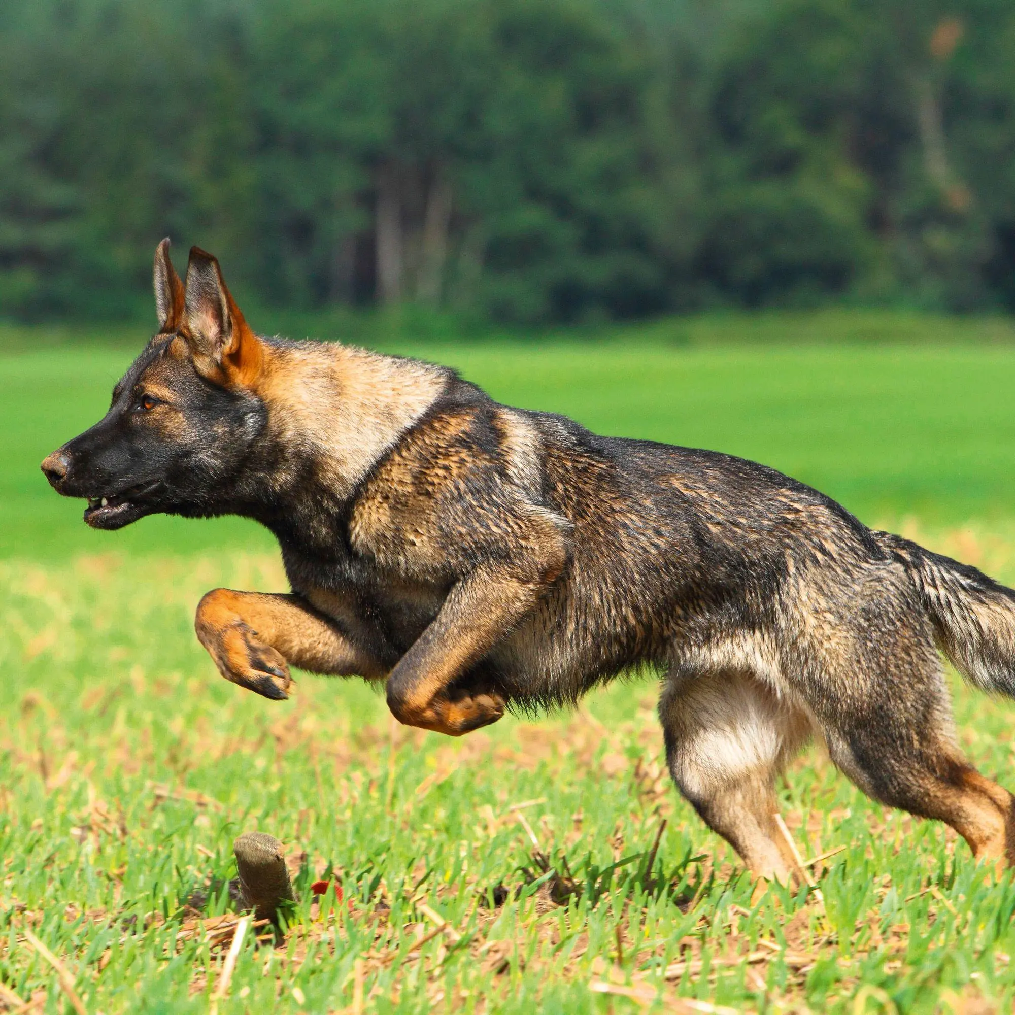 Bild: 9783959296694 | Dogs 2027 | Kalender 2027 | Kalender | 28 S. | Deutsch | 2027