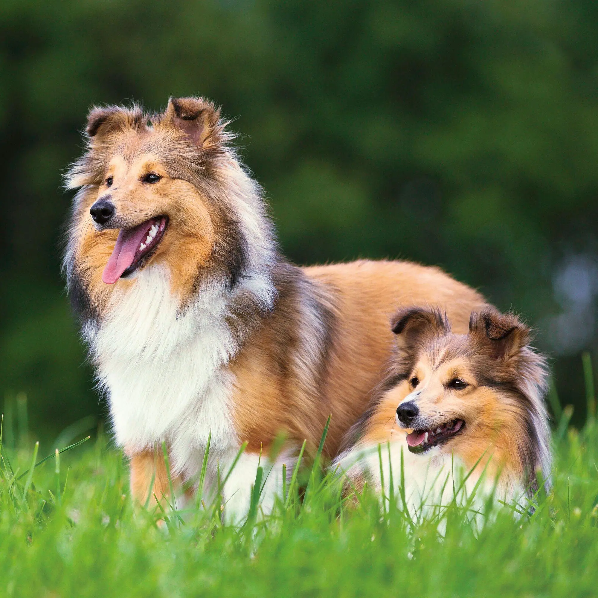 Bild: 9783959296694 | Dogs 2027 | Kalender 2027 | Kalender | 28 S. | Deutsch | 2027