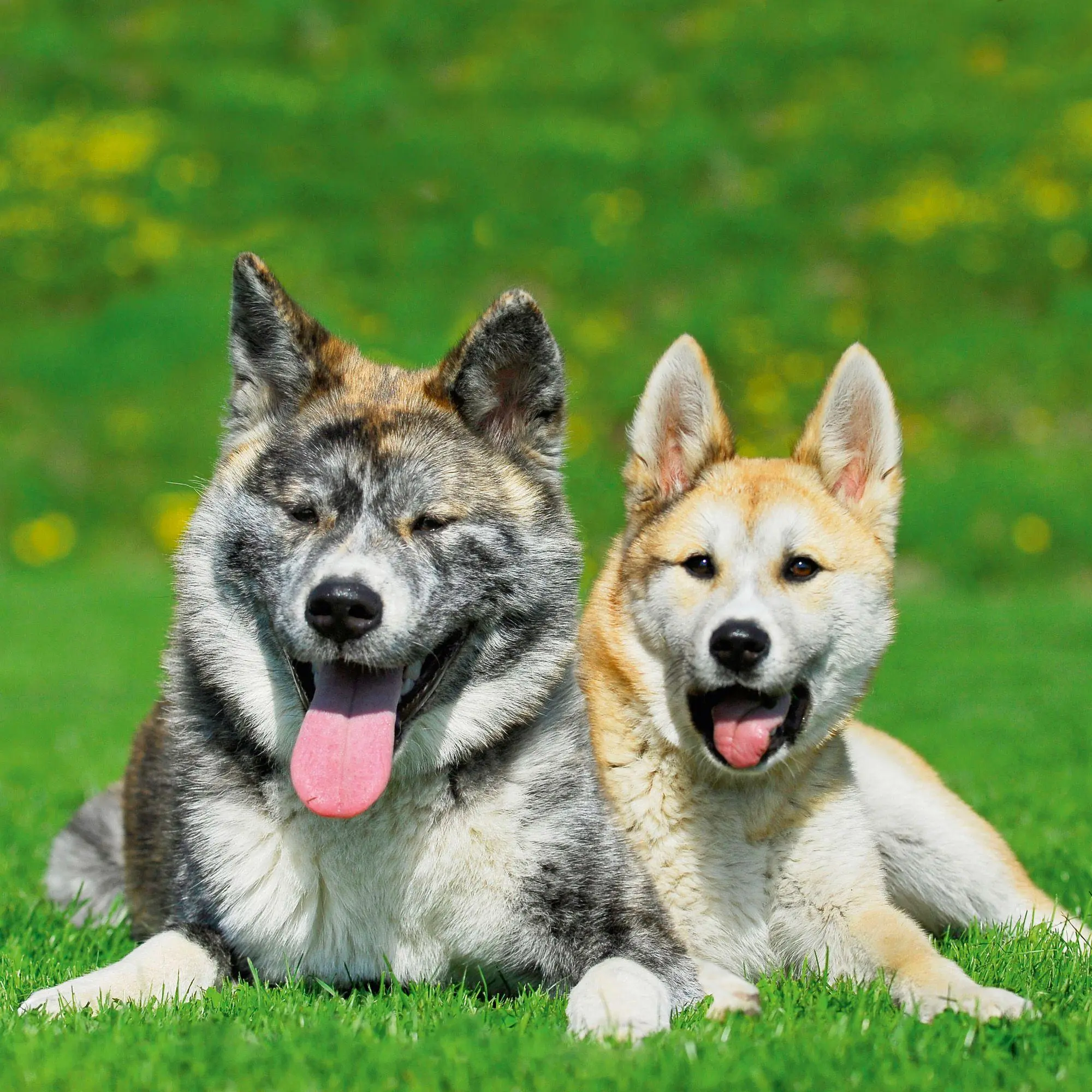Bild: 9783959296694 | Dogs 2027 | Kalender 2027 | Kalender | 28 S. | Deutsch | 2027