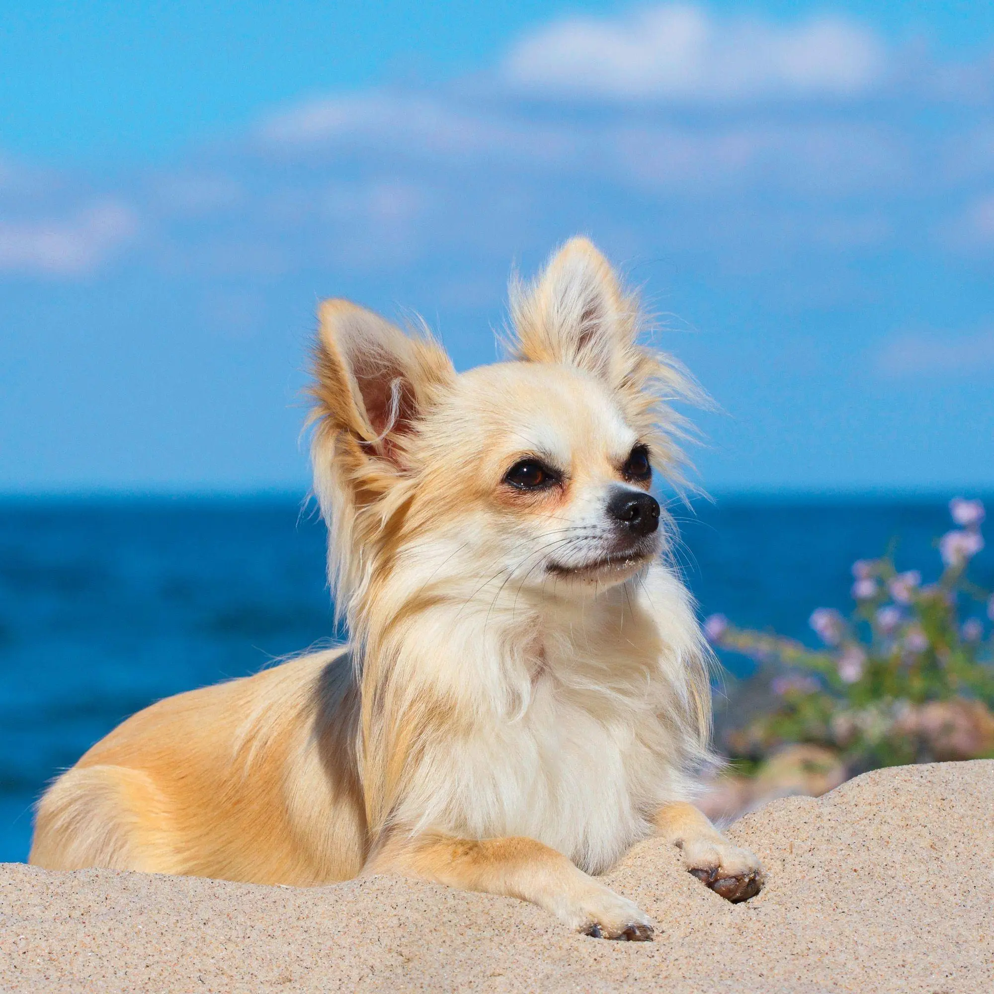 Bild: 9783959296694 | Dogs 2027 | Kalender 2027 | Kalender | 28 S. | Deutsch | 2027