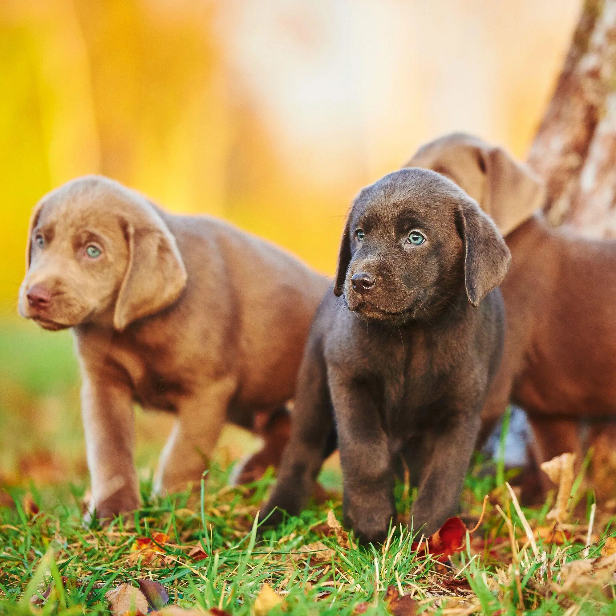 Bild: 9783959296694 | Dogs 2027 | Kalender 2027 | Kalender | 28 S. | Deutsch | 2027