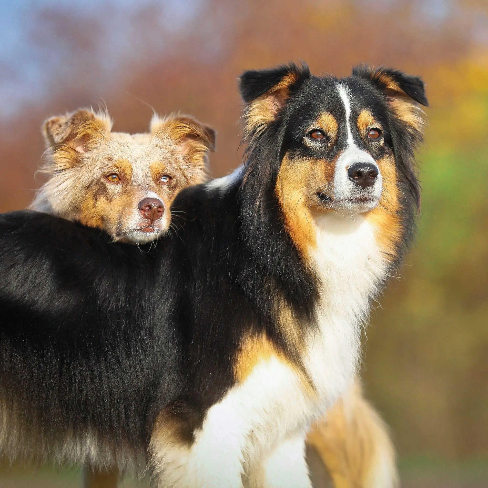 Bild: 9783959296694 | Dogs 2027 | Kalender 2027 | Kalender | 28 S. | Deutsch | 2027