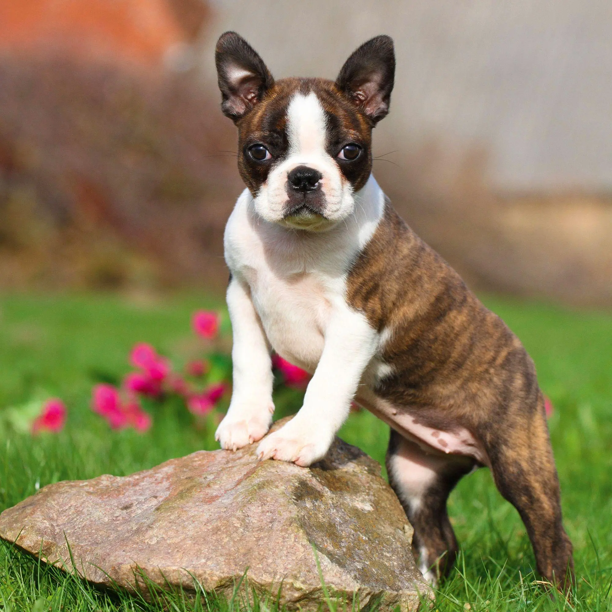 Bild: 9783959296694 | Dogs 2027 | Kalender 2027 | Kalender | 28 S. | Deutsch | 2027