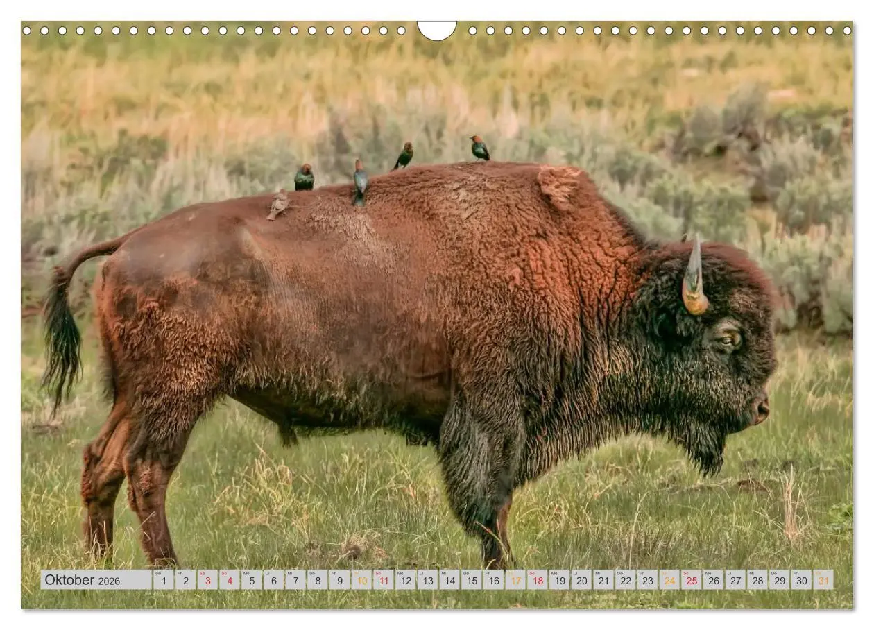 Bild: 9783516036794 | Bison und Wisent - Riesen mit unbändiger Kraft (Wandkalender 2026...