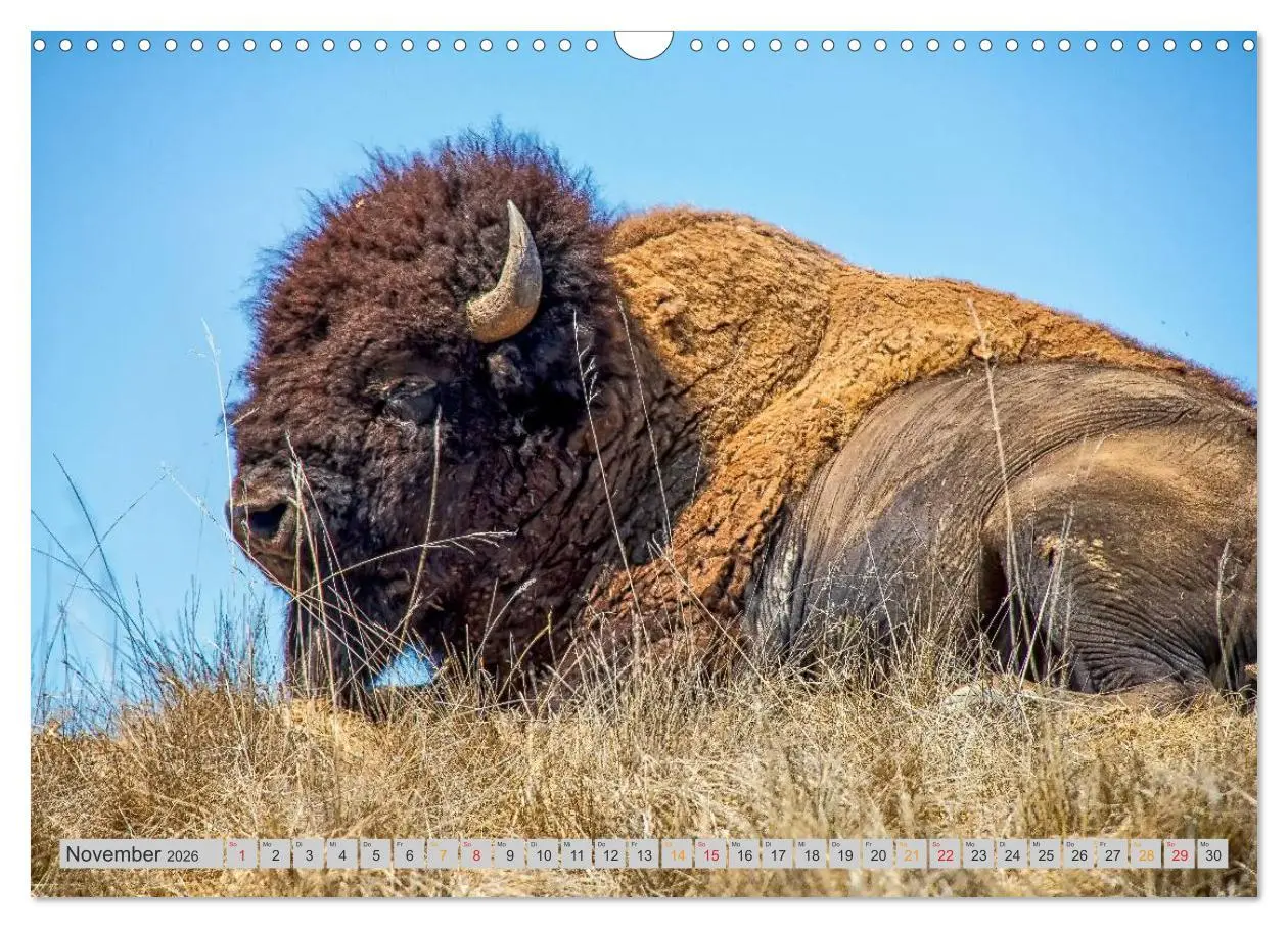 Bild: 9783516036794 | Bison und Wisent - Riesen mit unbändiger Kraft (Wandkalender 2026...