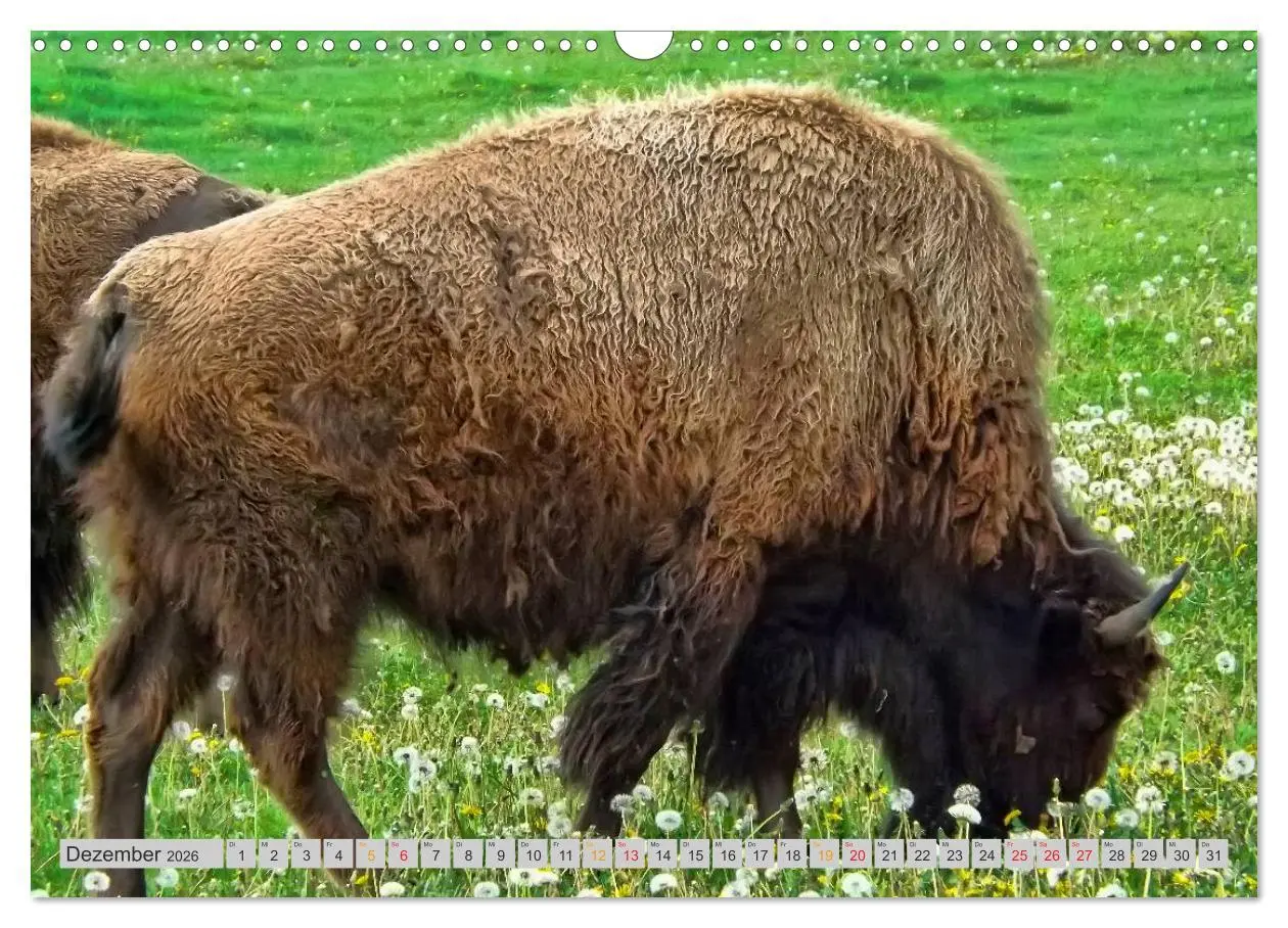 Bild: 9783516036794 | Bison und Wisent - Riesen mit unbändiger Kraft (Wandkalender 2026...