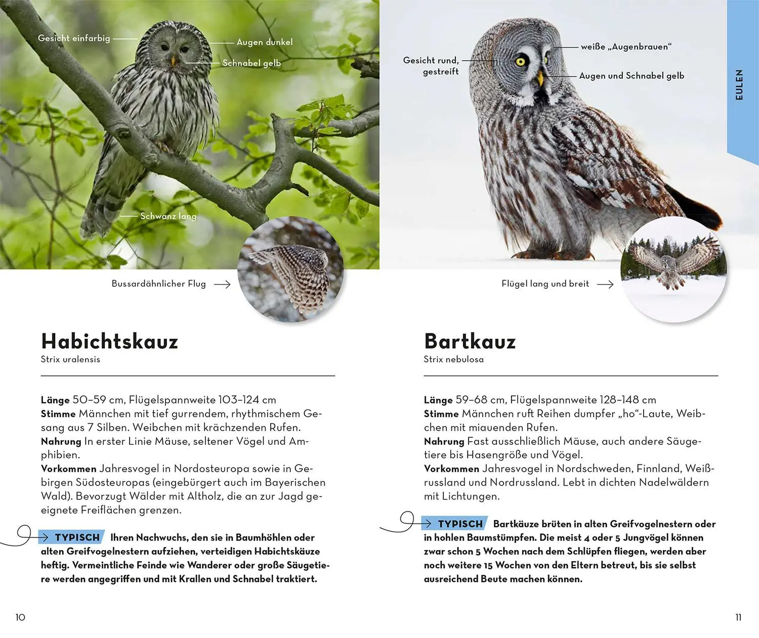 Bild: 9783440176894 | Basic Greifvögel und Eulen | einfach und sicher erkennen | Dierschke