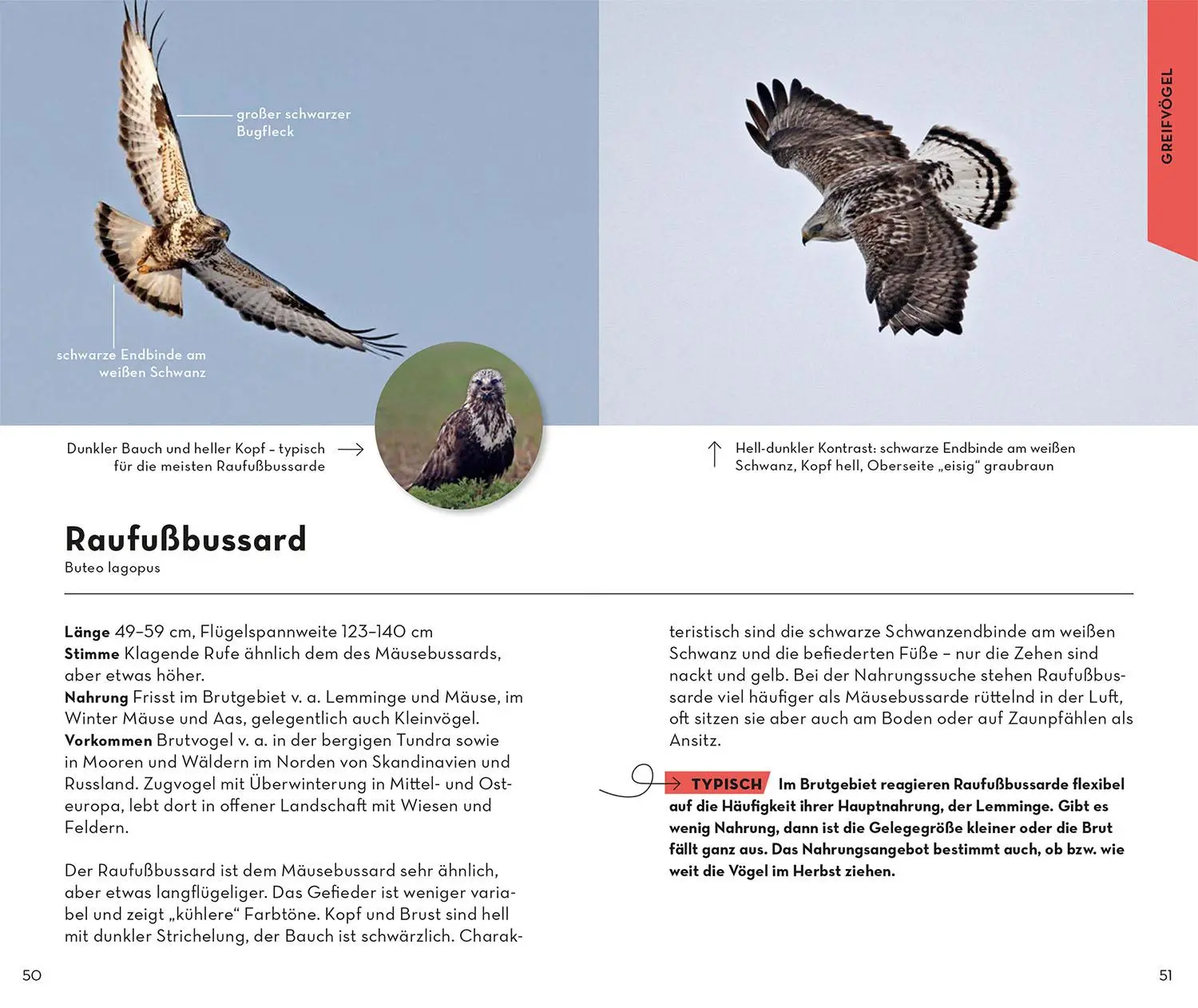 Bild: 9783440176894 | Basic Greifvögel und Eulen | einfach und sicher erkennen | Dierschke