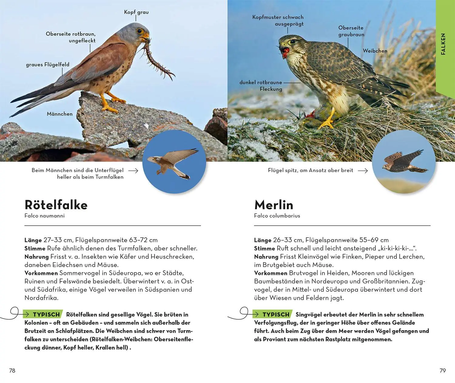 Bild: 9783440176894 | Basic Greifvögel und Eulen | einfach und sicher erkennen | Dierschke