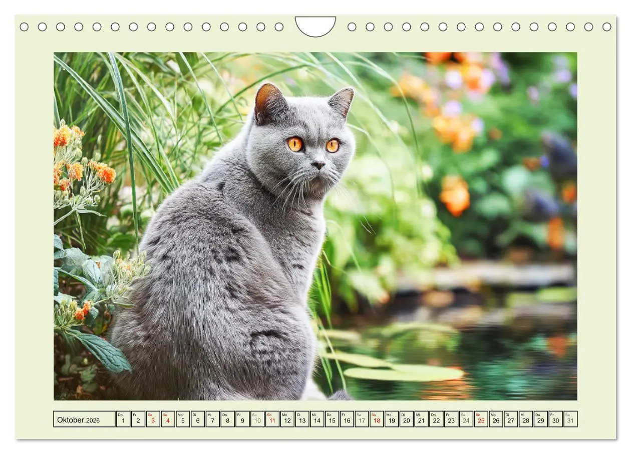 Bild: 9783516026894 | British Shorthair. Sanfte Würde und Katzenglück im Grünen...
