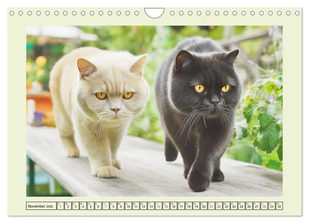 Bild: 9783516026894 | British Shorthair. Sanfte Würde und Katzenglück im Grünen...