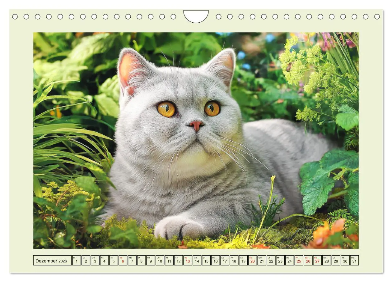 Bild: 9783516026894 | British Shorthair. Sanfte Würde und Katzenglück im Grünen...