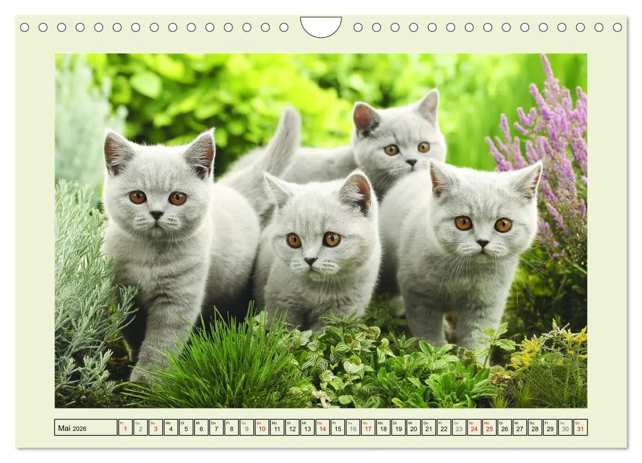 Bild: 9783516026894 | British Shorthair. Sanfte Würde und Katzenglück im Grünen...