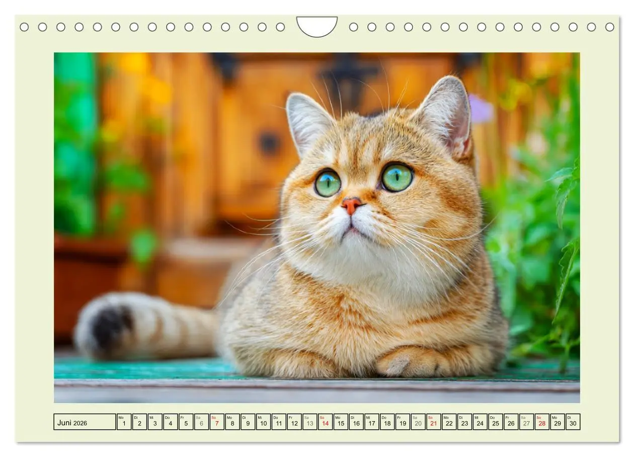 Bild: 9783516026894 | British Shorthair. Sanfte Würde und Katzenglück im Grünen...