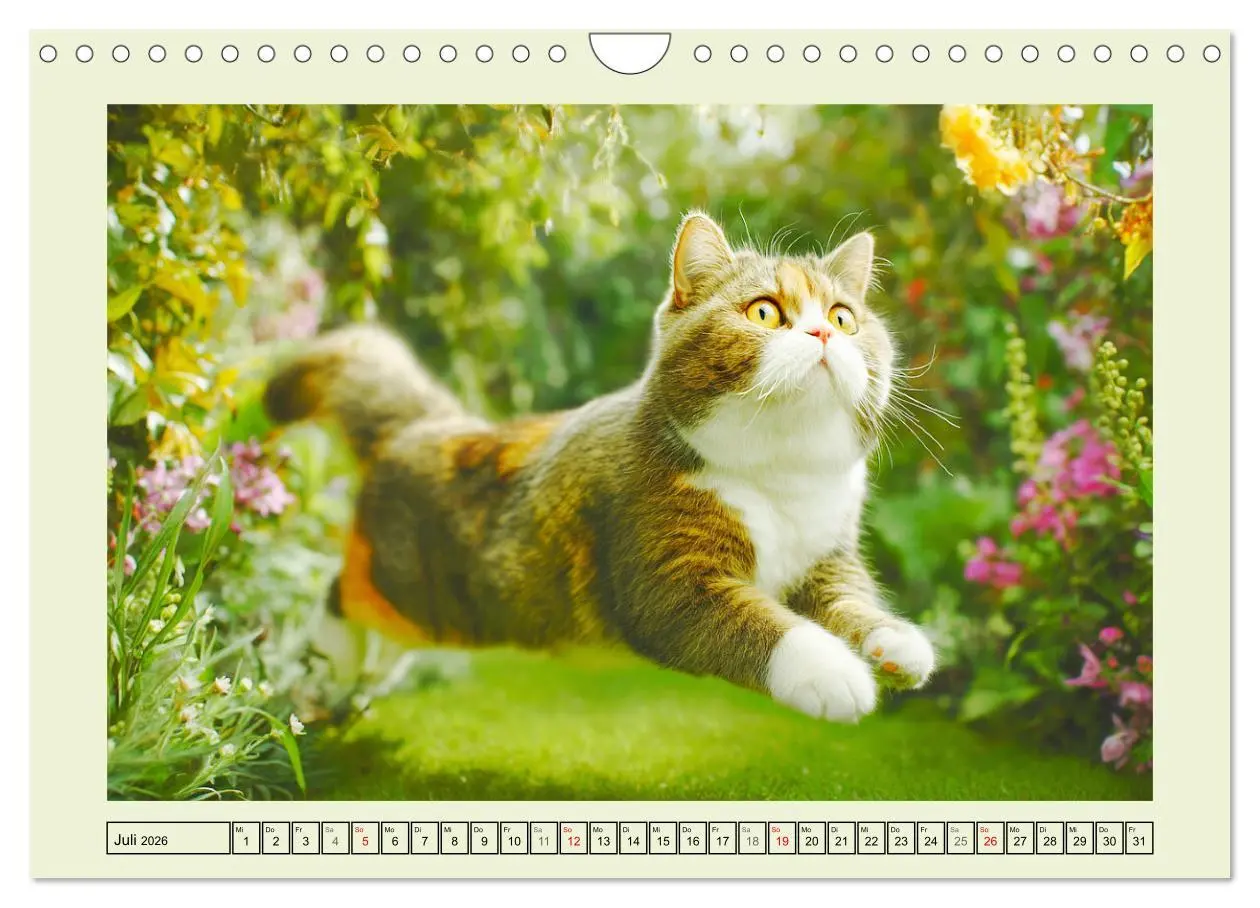 Bild: 9783516026894 | British Shorthair. Sanfte Würde und Katzenglück im Grünen...