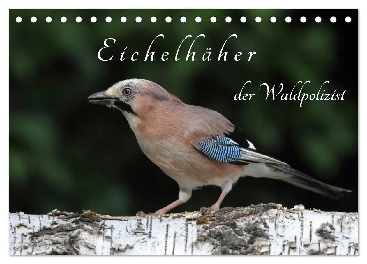 Cover: 9783569976894 | Eichelhäher der Waldpolizist (Tischkalender 2027 DIN A5 quer),...