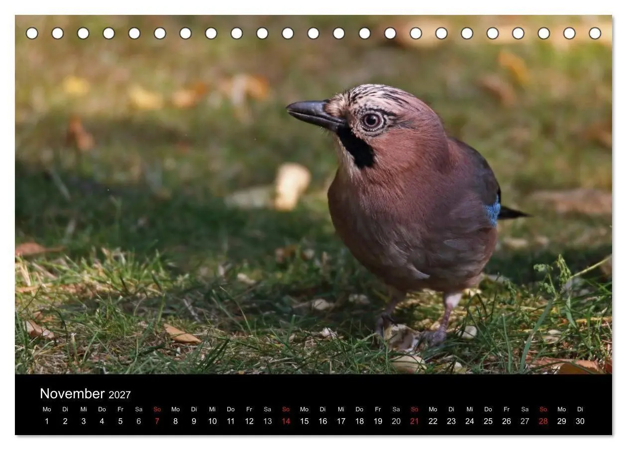 Bild: 9783569976894 | Eichelhäher der Waldpolizist (Tischkalender 2027 DIN A5 quer),...