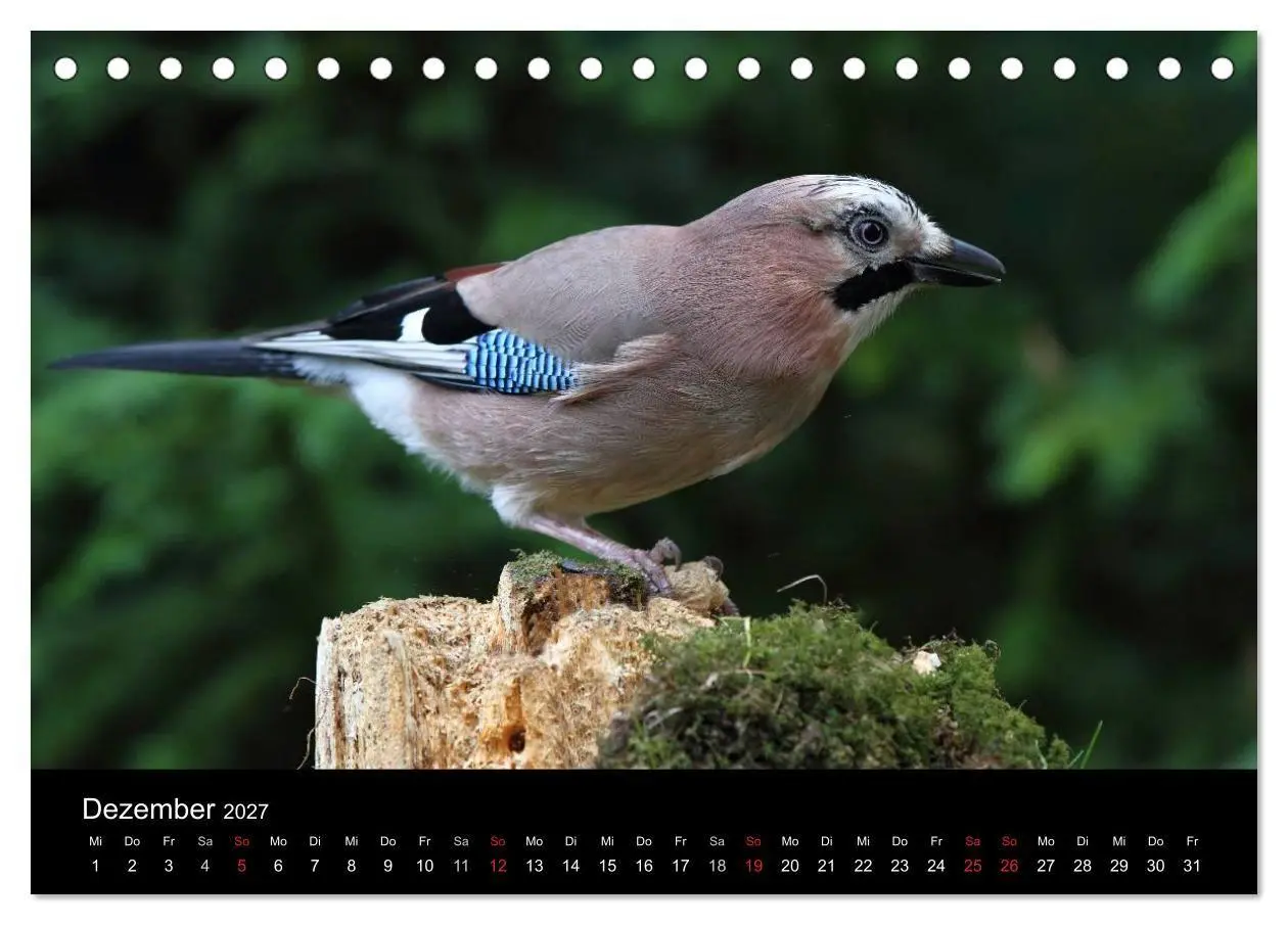 Bild: 9783569976894 | Eichelhäher der Waldpolizist (Tischkalender 2027 DIN A5 quer),...