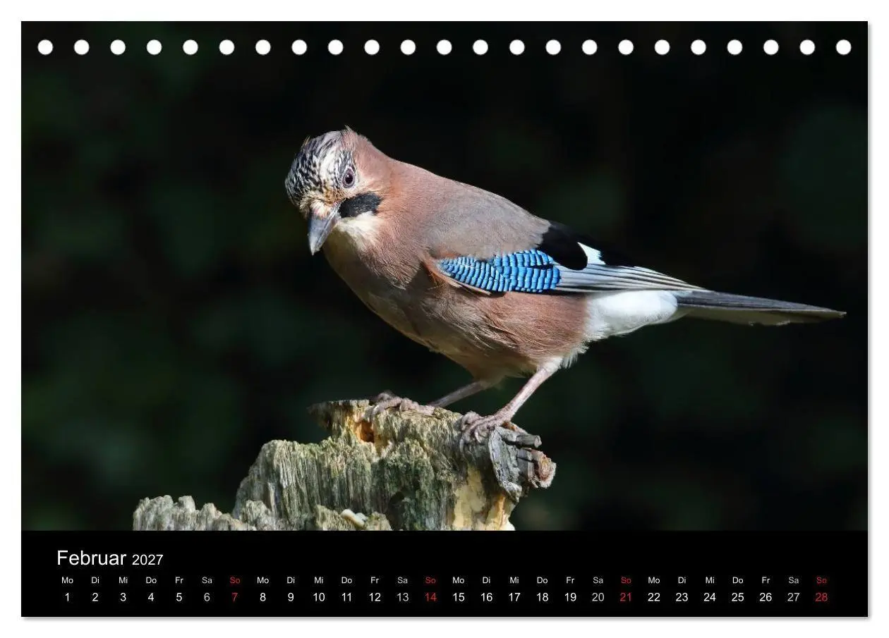 Bild: 9783569976894 | Eichelhäher der Waldpolizist (Tischkalender 2027 DIN A5 quer),...