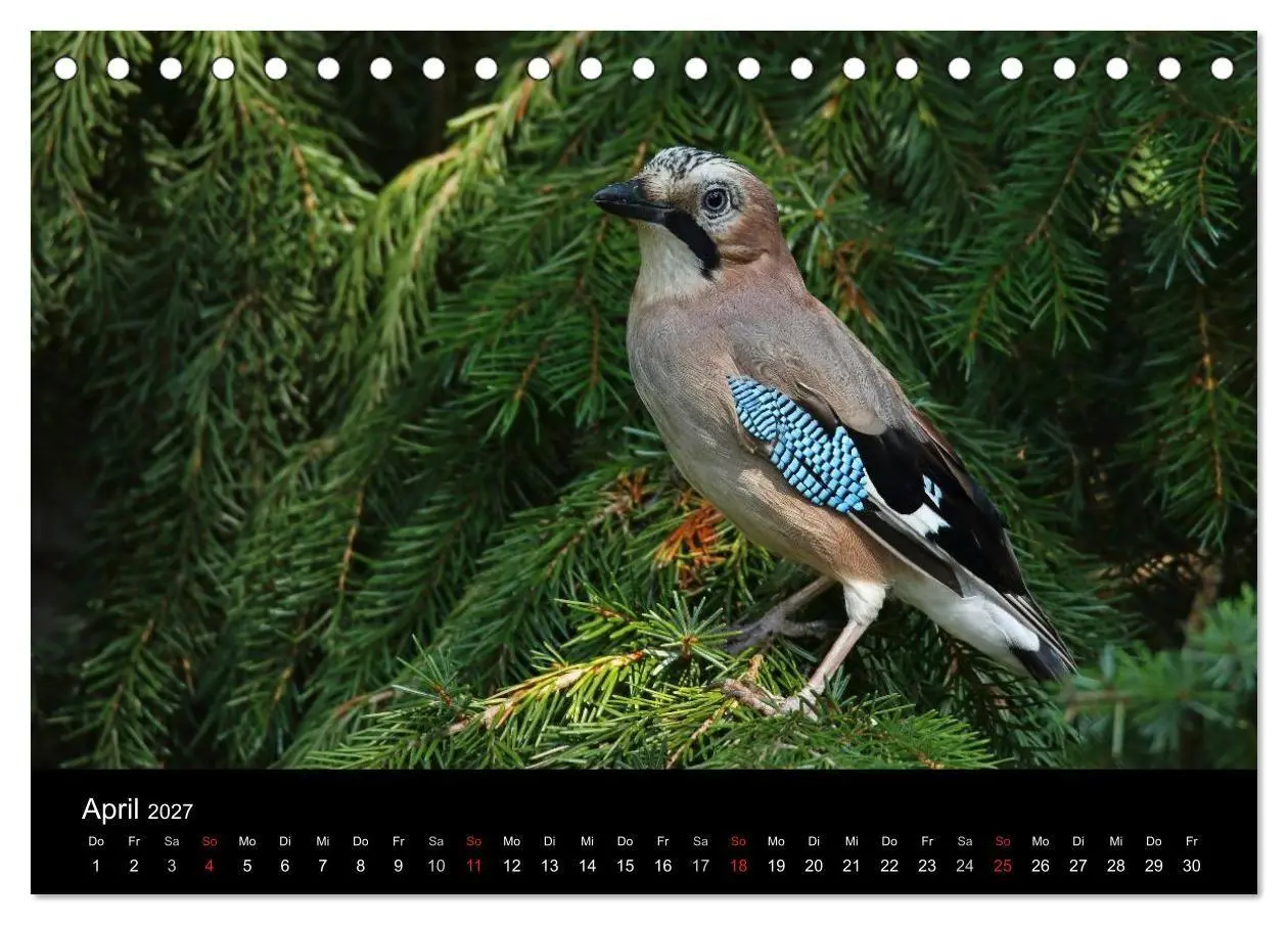 Bild: 9783569976894 | Eichelhäher der Waldpolizist (Tischkalender 2027 DIN A5 quer),...