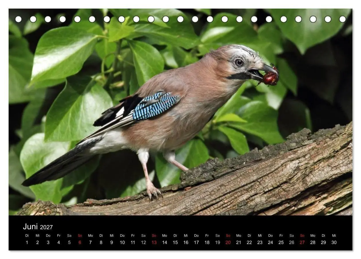 Bild: 9783569976894 | Eichelhäher der Waldpolizist (Tischkalender 2027 DIN A5 quer),...