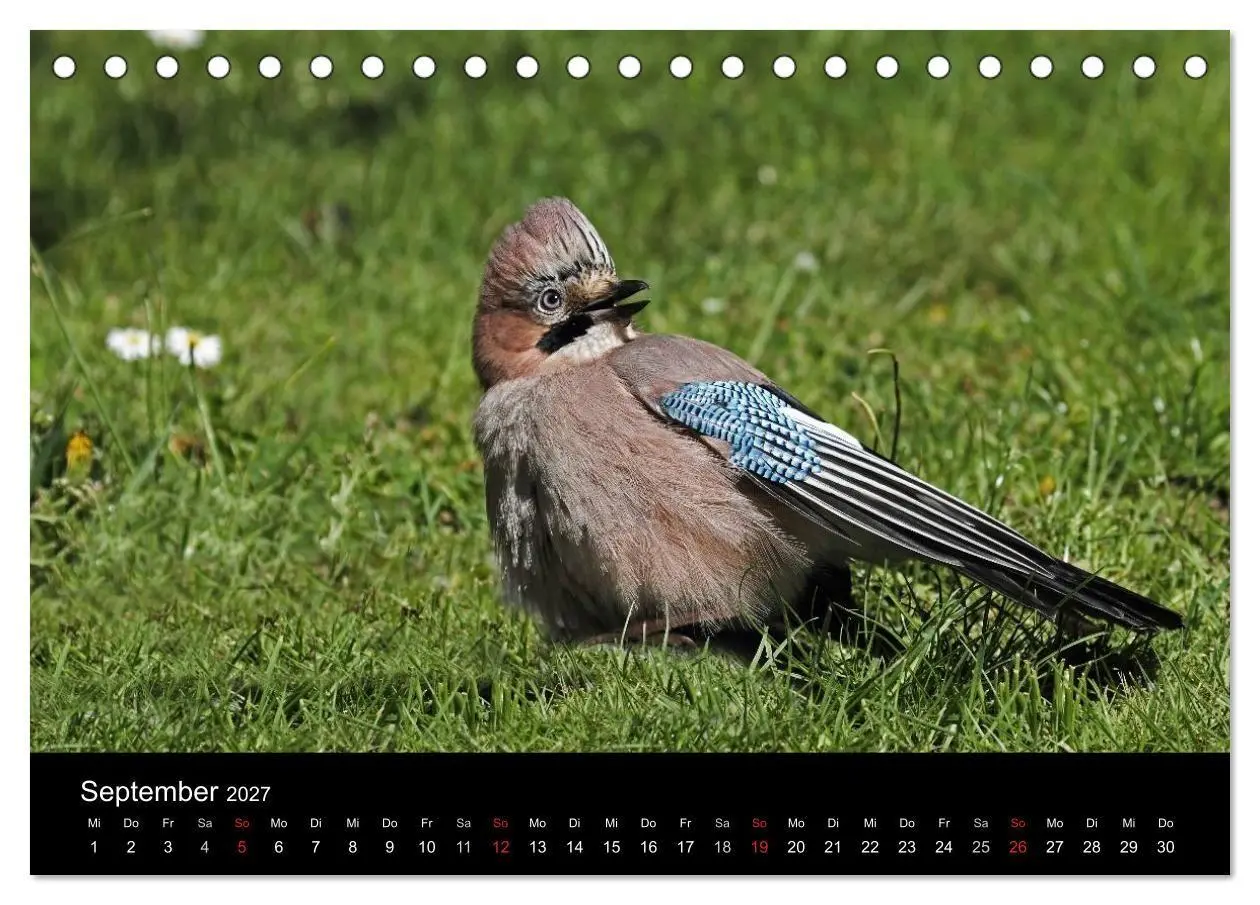 Bild: 9783569976894 | Eichelhäher der Waldpolizist (Tischkalender 2027 DIN A5 quer),...