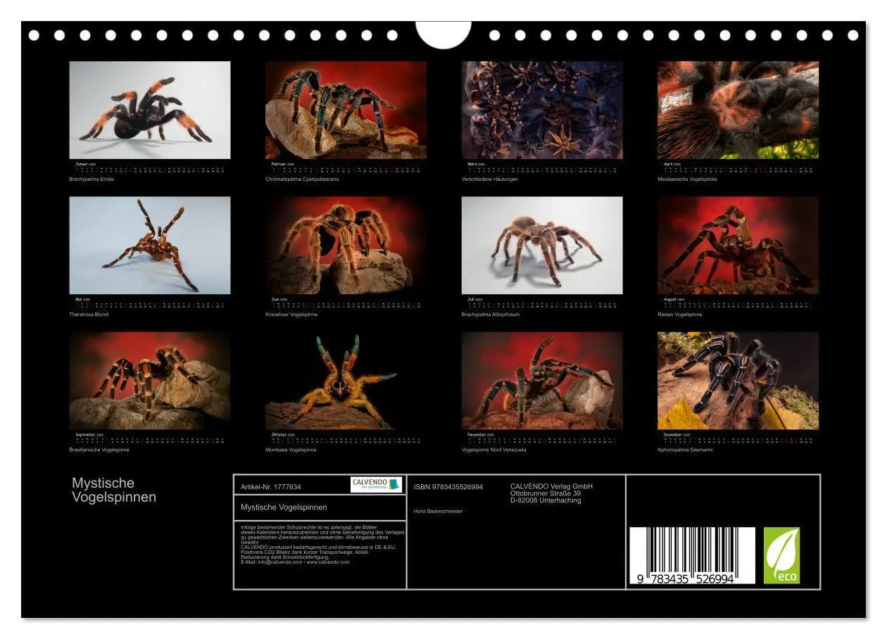 Bild: 9783435526994 | Mystische Vogelspinnen (Wandkalender 2025 DIN A4 quer), CALVENDO...