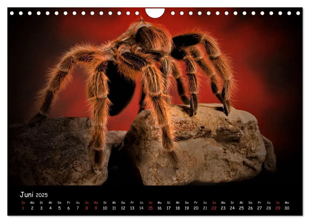 Bild: 9783435526994 | Mystische Vogelspinnen (Wandkalender 2025 DIN A4 quer), CALVENDO...