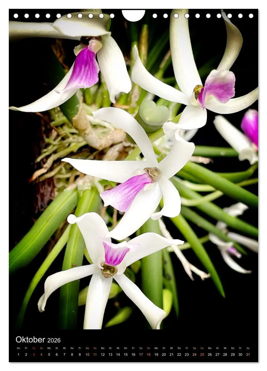 Bild: 9783516326994 | Orchideen - Exoten im Wohnzimmer (Wandkalender 2026 DIN A4 hoch),...