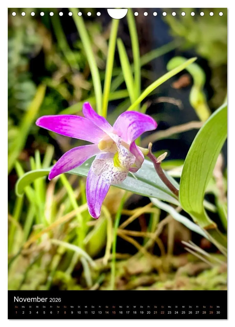 Bild: 9783516326994 | Orchideen - Exoten im Wohnzimmer (Wandkalender 2026 DIN A4 hoch),...