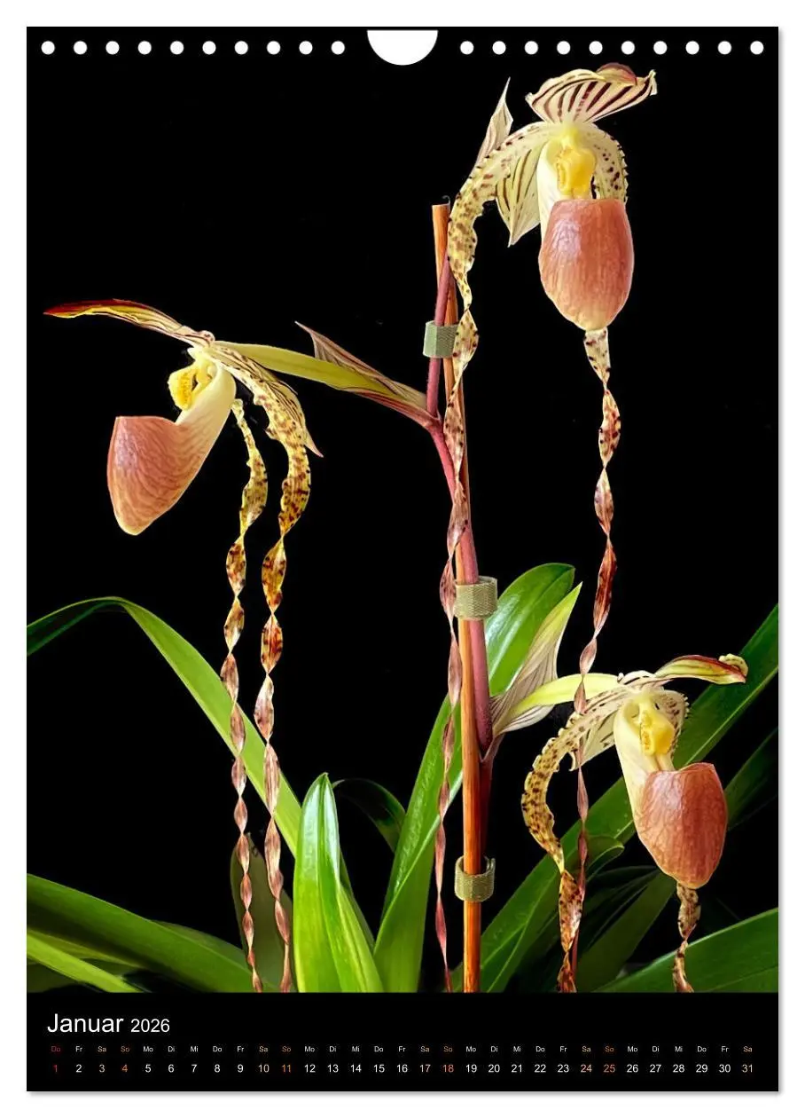 Bild: 9783516326994 | Orchideen - Exoten im Wohnzimmer (Wandkalender 2026 DIN A4 hoch),...