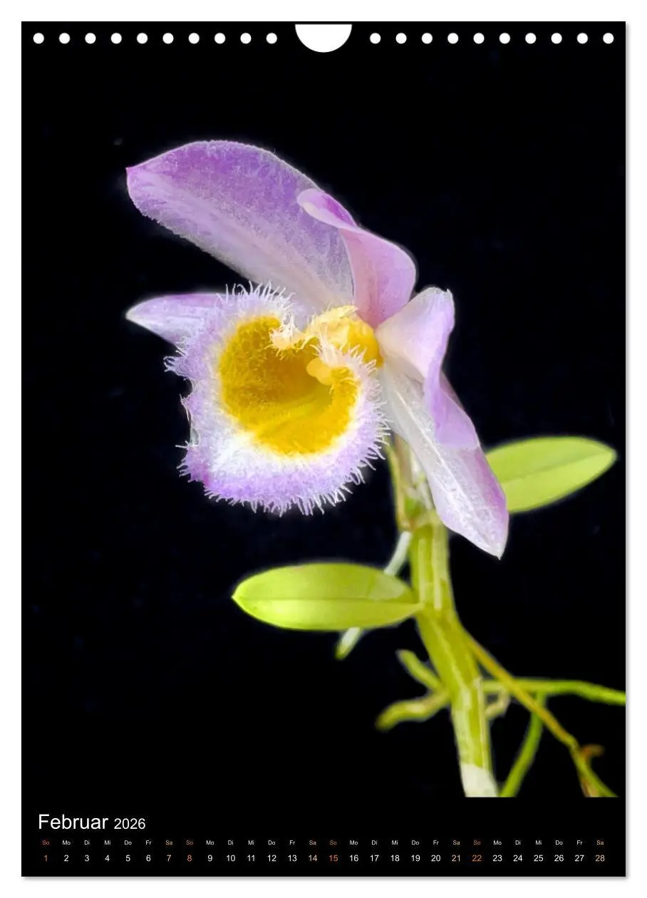 Bild: 9783516326994 | Orchideen - Exoten im Wohnzimmer (Wandkalender 2026 DIN A4 hoch),...